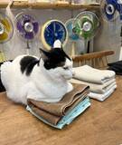 「洗ったタオルで顔を拭くと猫の毛が…　理由に「これはわざと」「猫飼いあるある」」の画像2