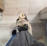 「「それ、やめれる？（笑）」　飼い主の切実な『願い』に「ごめん笑った」「二度見したわ」」の画像2