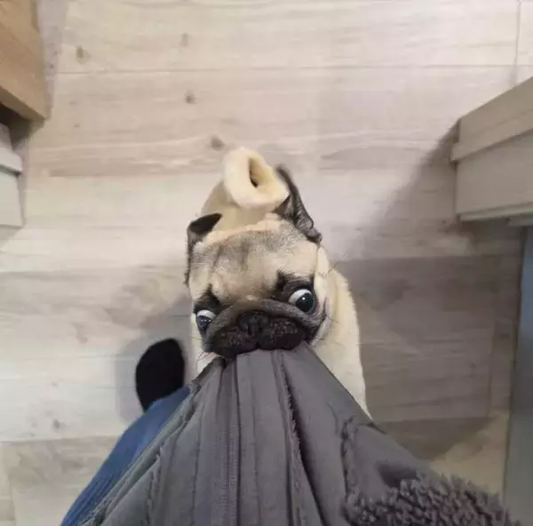 「「それ、やめれる？（笑）」　飼い主の切実な『願い』に「ごめん笑った」「二度見したわ」」の画像