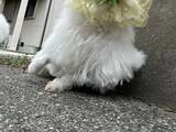 「『拾い食い防止ネット』をつけた犬　散歩中の姿に「爆笑した」「最高の写真」」の画像1