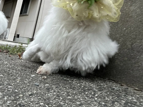 『拾い食い防止ネット』をつけた犬　散歩中の姿に「爆笑した」「最高の写真」