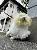 「『拾い食い防止ネット』をつけた犬　散歩中の姿に「爆笑した」「最高の写真」」の画像2