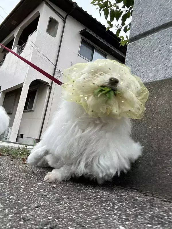 「『拾い食い防止ネット』をつけた犬　散歩中の姿に「爆笑した」「最高の写真」」の画像