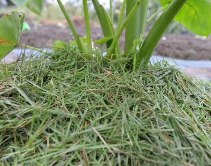 抜いた雑草　そのままゴミに出してない？　庭で生かす『一石二鳥』の再利用術【再利用の発想4選】