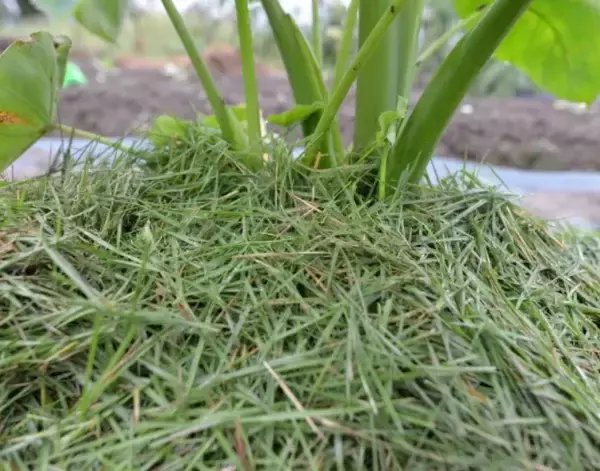 「抜いた雑草　そのままゴミに出してない？　庭で生かす『一石二鳥』の再利用術【再利用の発想4選】」の画像