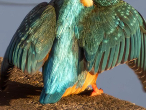 「このポーズは初めてだ」上空を見上げるカワセミを連写したら…　「何これすごい」「ブルーインパルスだ」