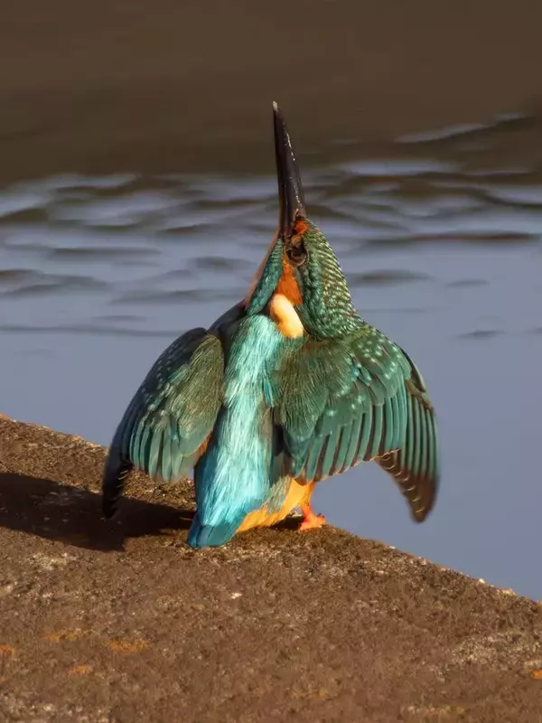 「「このポーズは初めてだ」上空を見上げるカワセミを連写したら…　「何これすごい」「ブルーインパルスだ」」の画像