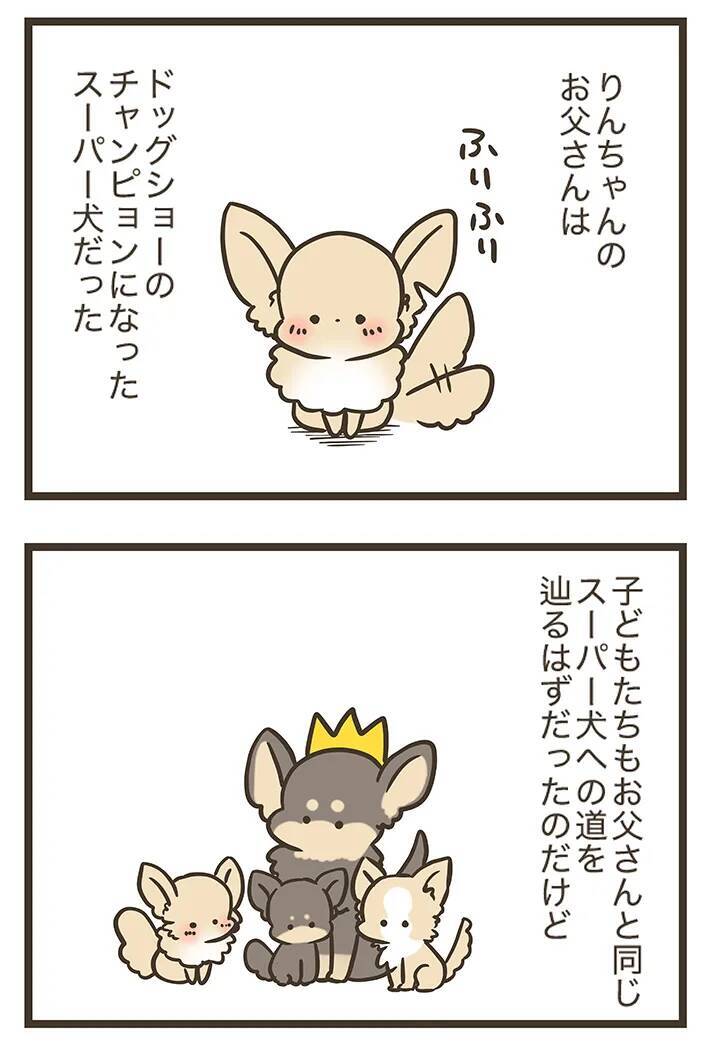 「こんなにも愛しているのに…」チワワに懐かれない三女、母親が明かした理由に納得？【連載】