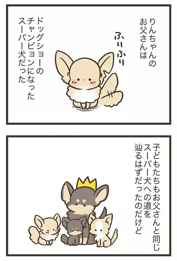 「「こんなにも愛しているのに…」チワワに懐かれない三女、母親が明かした理由に納得？【連載】」の画像