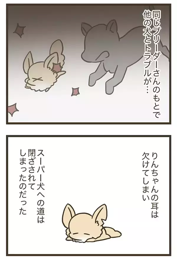 「「こんなにも愛しているのに…」チワワに懐かれない三女、母親が明かした理由に納得？【連載】」の画像