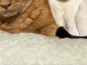 よく見ると縮尺がおかしい猫　1枚に「二度見する」「メルカトル図法かな？」