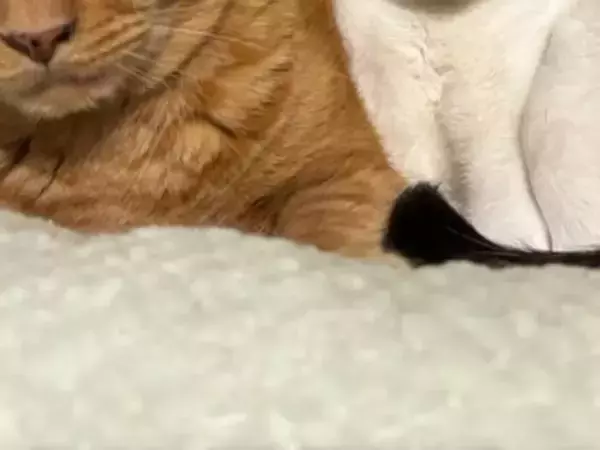 よく見ると縮尺がおかしい猫　1枚に「二度見する」「メルカトル図法かな？」