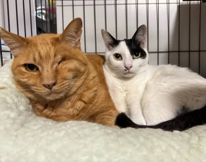 よく見ると縮尺がおかしい猫　1枚に「二度見する」「メルカトル図法かな？」