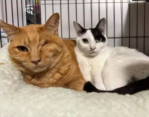 「よく見ると縮尺がおかしい猫　1枚に「二度見する」「メルカトル図法かな？」」の画像