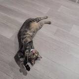 「「アインシュタイン」「最強級にかわいい」　猫の『定番くつろぎスタイル』にクスッ！」の画像4