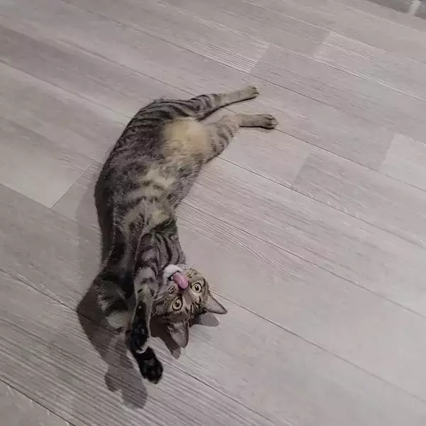 「「アインシュタイン」「最強級にかわいい」　猫の『定番くつろぎスタイル』にクスッ！」の画像