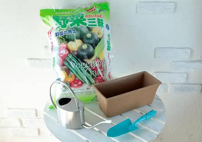 「小松菜やレタスは初心者向け」　家庭菜園を始めるなら９月～１０月がチャンス