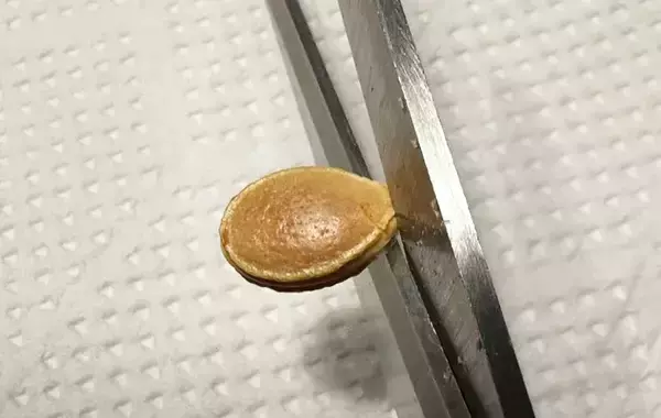 「「カボチャのタネ、捨てないで！」　子供が懇願するその理由は⋯？【節約レシピ】」の画像