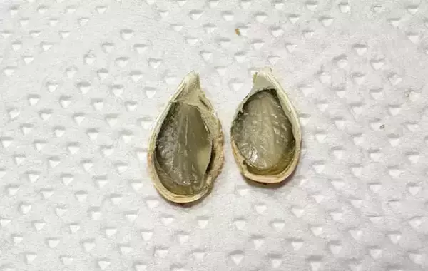 「「カボチャのタネ、捨てないで！」　子供が懇願するその理由は⋯？【節約レシピ】」の画像