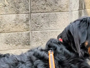 散歩中、分かれ道で立ち止まる愛犬　その理由が？「賢いなあ」