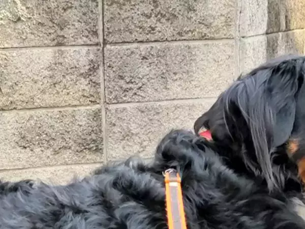 散歩中、分かれ道で立ち止まる愛犬　その理由が？「賢いなあ」