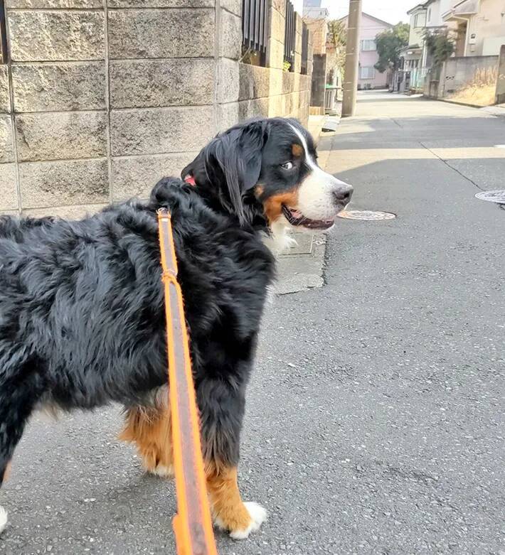 散歩中、分かれ道で立ち止まる愛犬　その理由が？「賢いなあ」