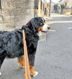 「散歩中、分かれ道で立ち止まる愛犬　その理由が？「賢いなあ」」の画像2