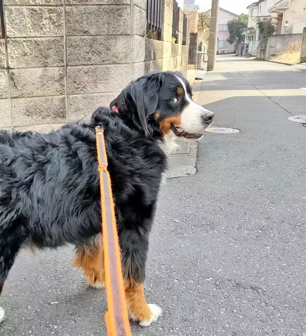 「散歩中、分かれ道で立ち止まる愛犬　その理由が？「賢いなあ」」の画像