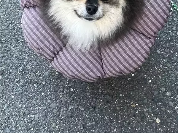 飼い主「ヤマトの配達員に…」　ポメラニアンを見て口にした言葉が？