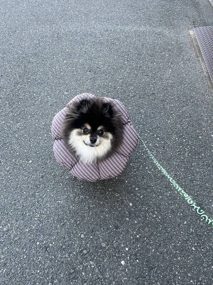 飼い主「ヤマトの配達員に…」　ポメラニアンを見て口にした言葉が？