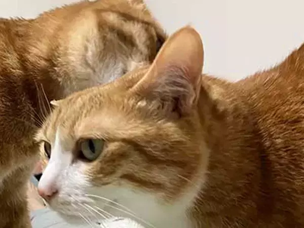 横になった途端にやってきた２匹　その行動に「やめてあげて」「笑った」