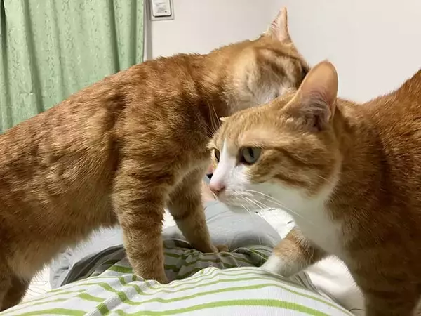 「横になった途端にやってきた２匹　その行動に「やめてあげて」「笑った」」の画像