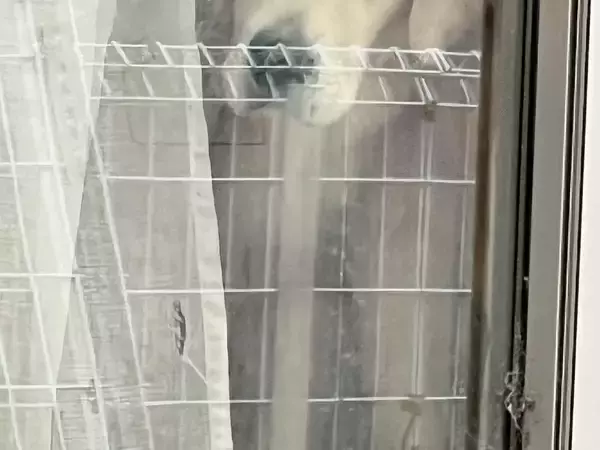 「3匹しかいないと思ったら…？　隠れていた『4匹目』の姿に「霊かと思った」【ゴールデンレトリバー】」の画像