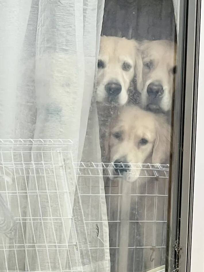 3匹しかいないと思ったら…？　隠れていた『4匹目』の姿に「霊かと思った」【ゴールデンレトリバー】