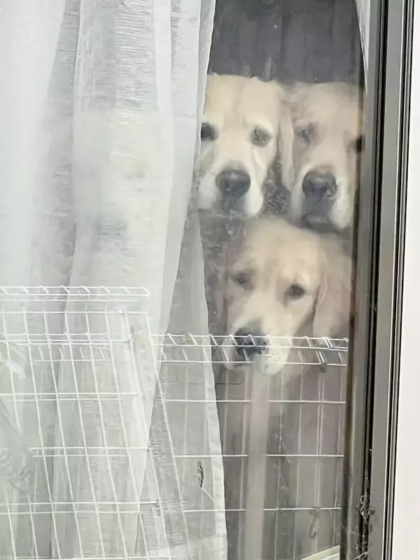 「3匹しかいないと思ったら…？　隠れていた『4匹目』の姿に「霊かと思った」【ゴールデンレトリバー】」の画像