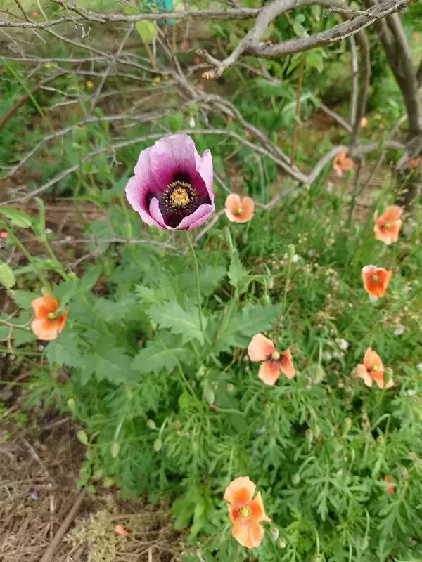 「男性「デカいポピーが生えてる…？」　道端に咲く『花』の写真に驚愕の声」の画像