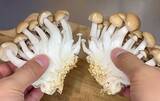 「シメジの石づき、こう切って！　無駄なく使えてパラパラほぐれる「カットの裏技」」の画像3