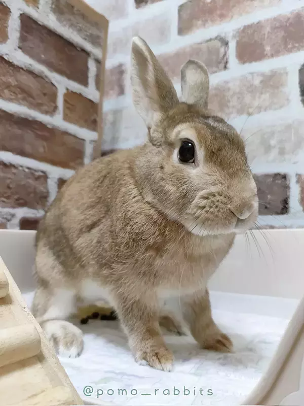 「「今日イチ爆笑した」　ウサギの写真を撮った結果？「どういう感情！？」「思ってたんと違う」」の画像