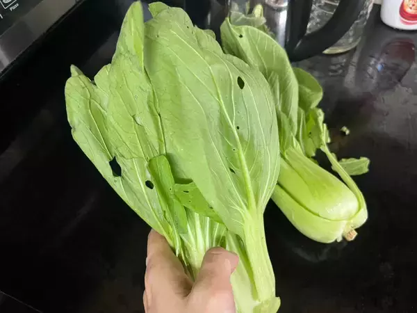 市場で買った『虫食いありのチンゲン菜』　ネットで話題の洗い方を試してみた