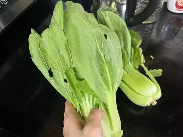 「市場で買った『虫食いありのチンゲン菜』　ネットで話題の洗い方を試してみた」の画像