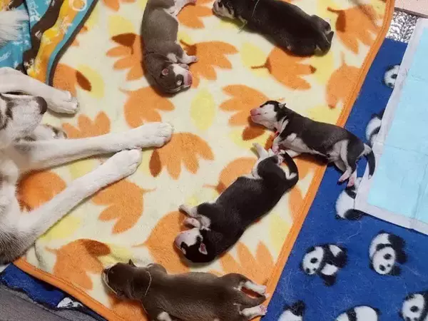 「これがこう」　子犬たちの1年後の姿に「大人になってて尊い」「めっちゃ良い写真！」