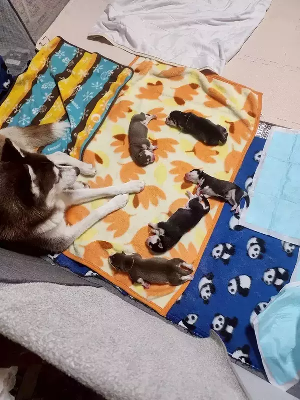 「「これがこう」　子犬たちの1年後の姿に「大人になってて尊い」「めっちゃ良い写真！」」の画像