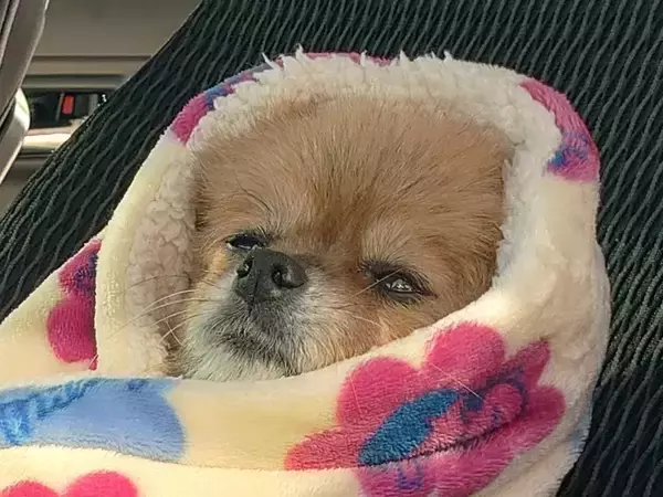 ゴミ出しを見守る犬の姿が？　写真に「笑った」「かわいすぎる」