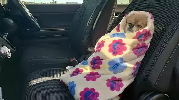 「ゴミ出しを見守る犬の姿が？　写真に「笑った」「かわいすぎる」」の画像