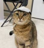 「飼い主「思ってたのと違う…」　ペット用帽子を被せたら？「声出して笑った」」の画像3