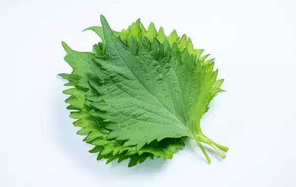 「大葉をレンジでチンするだけ！　食感に「まさかのおいしさ」「ずっと食べてる」【簡単アレンジ4選】」の画像