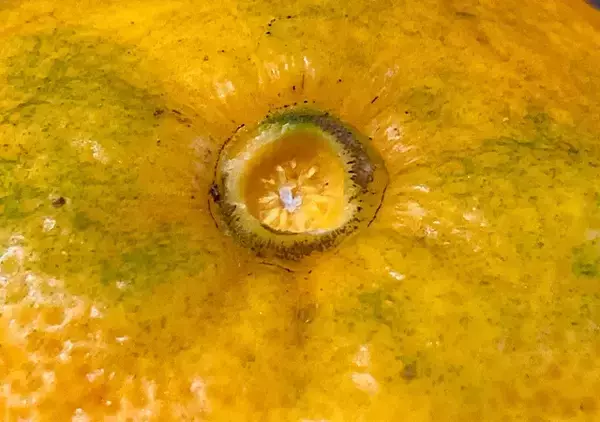 「【おもしろ雑学】ミカンの房の数、皮むく前に当てられるって知ってた？」の画像