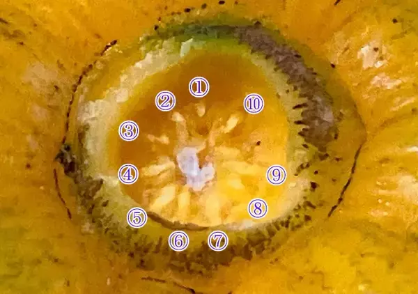 「【おもしろ雑学】ミカンの房の数、皮むく前に当てられるって知ってた？」の画像