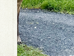 「出勤しようとしたら、これ」　まさかの来訪者に「目を疑った」「ここはシカトでしょ」