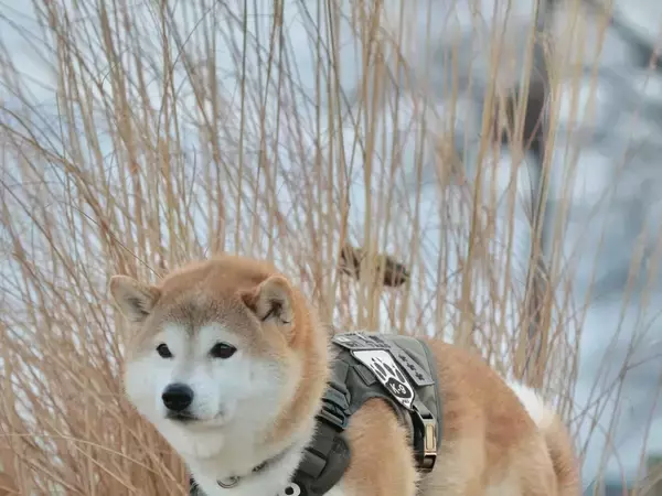 柴犬は『してる』or『してない』？　足元を見ると…「ズルい騙された」「かわいすぎる」